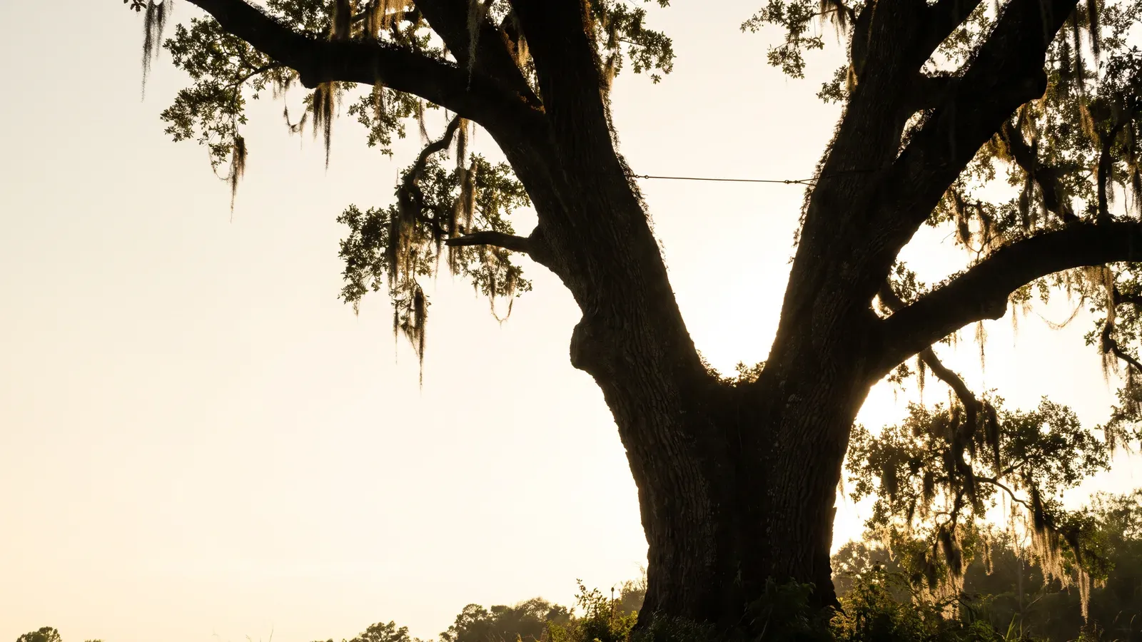 A large live oak with two heavy main stems, a thin steel support cable running between them high in the crown